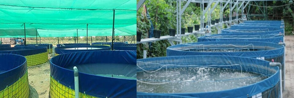 Biofloc technology (BFT) is considered the new “blue revolution” in aquaculture